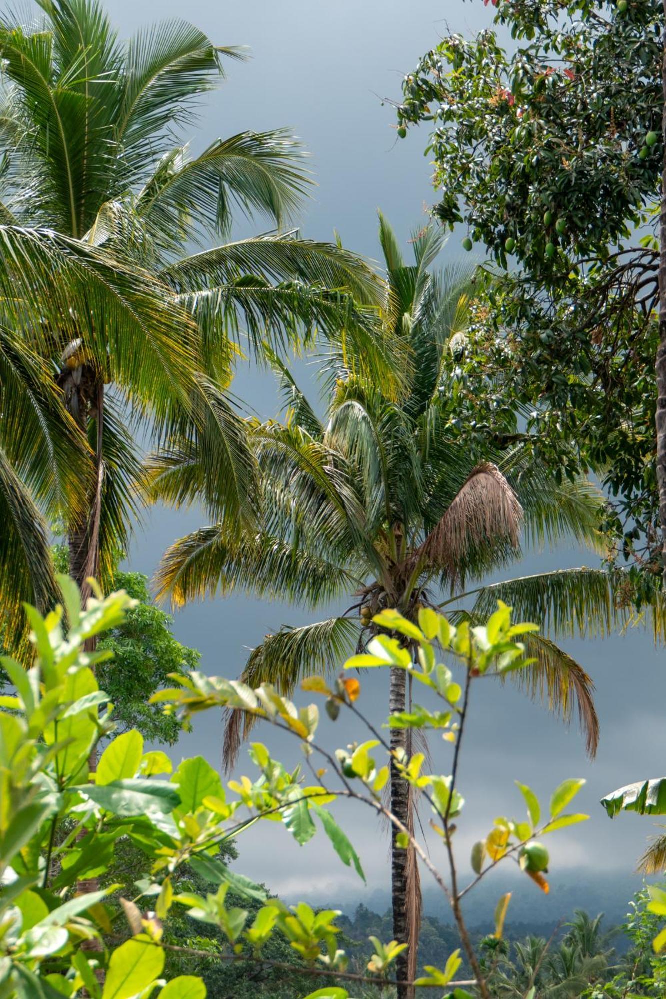 Rinjani Eco Villa Senaru Bayan Kültér fotó